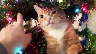 Trying to Decorate a Christmas tree with cats around!