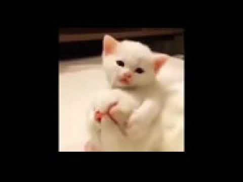 Cute and notey animals baby