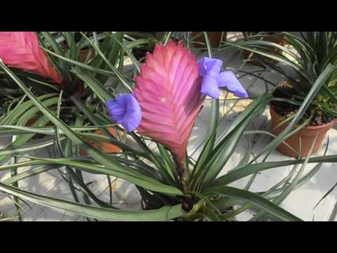 Tilandsia: Tillandsia cyanea