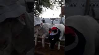 preview picture of video 'Sheep 007 Qurbani 2018 Roshnee South Africa'