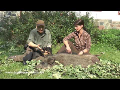 Sau am letzten Abend erlegt! Third wildboar shot on the last evening!