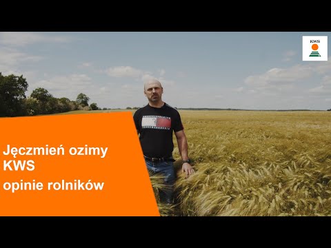 Jęczmień ozimy KWS - opinie rolników