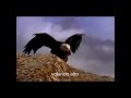 bird of prey - Jim Morrison Subtítulos español 