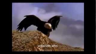 bird of prey - Jim Morrison Subtítulos español