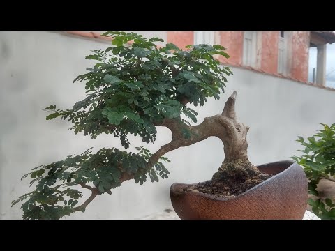 Dicas de Movimento de Tronco nas Mudas Para Bonsai...