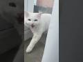 Some Of Our Favourite Donut Meows To Get You Screaming Into The Weekend Catlife Deafcat