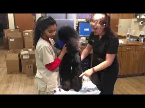 Drawing Blood at Custer McDermott Animal Hospital!