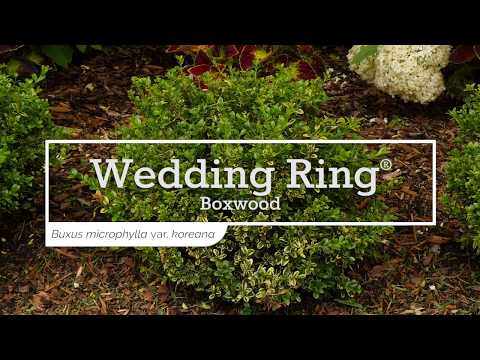 download lagu mp3 mp4 Wedding Ring Boxwood, download lagu Wedding Ring Boxwood gratis, unduh video klip Wedding Ring Boxwood