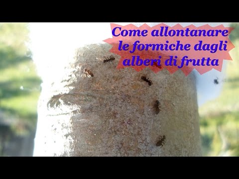 Vermi a bambini sintomi di circa un anno e trattamento di una fotografia Targhe da vermi per bambini gustosi