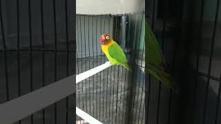 Download lagu lovebird jantan konslet suara kering mp3
