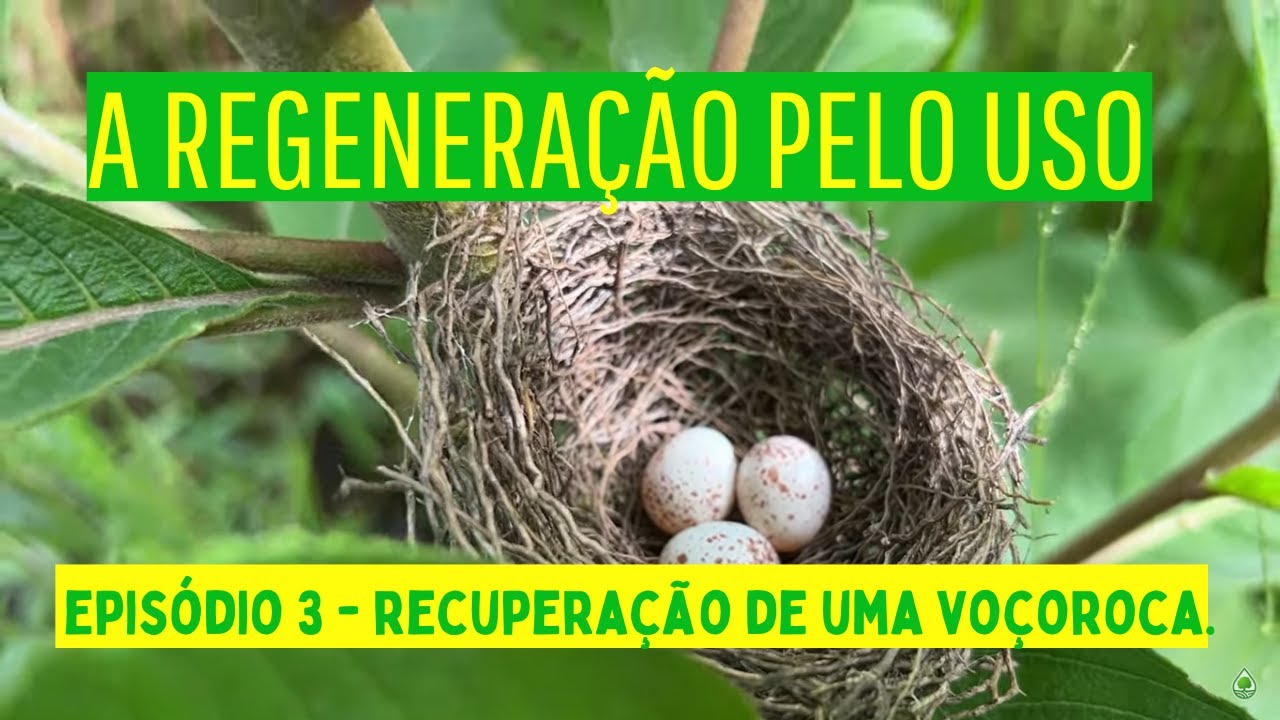 A REGENERAÇÃO PELO USO - EPISÓDIO 3 - Recuperação de uma voçoroca. A sucessão como ferramenta.
