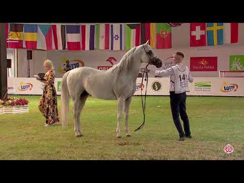 N 141 PRADO   2020 PRIDE OF POLAND   42nd Arabian Horse National Show   7 Years Old and Older Stalli