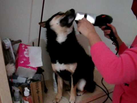 柴柴與所有狗狗都通用的日常護理(原發表者:哈魯拔)(飲食保健)