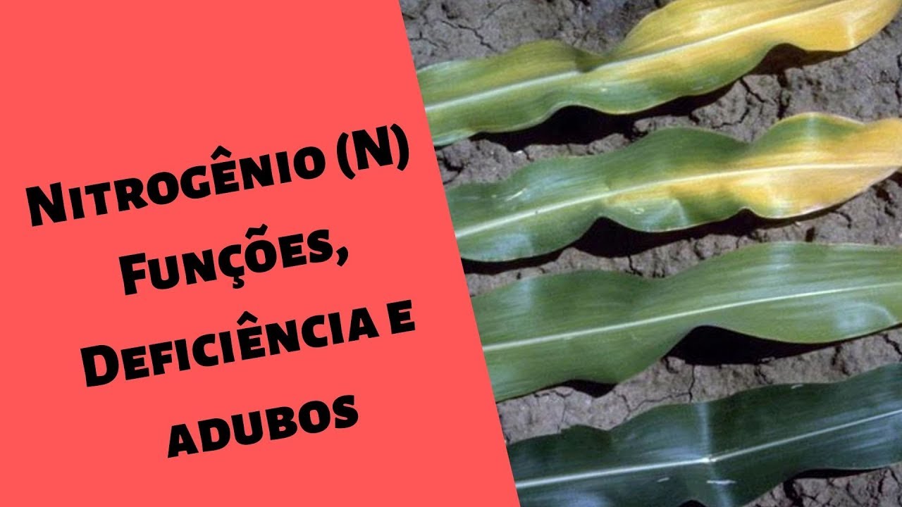 (Nitrogênio N) para as PLANTAS Funções, Sintomas e adubos .I. Série Nutrientes