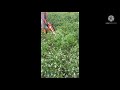 Mesin Potong Rumput Dorong Inovasi Alat Pertanian