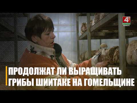 Домановичские грибоводы жалуются на отсутствие зарплаты