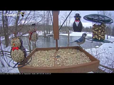 Blue Jays Take Advantage of Peanut Feeder - Jan. 5, 2017