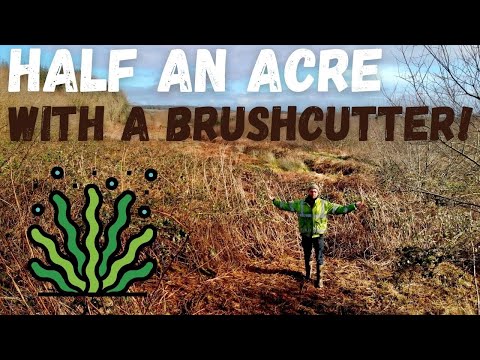 Clearing brambles | Half an acre with a brush cutter preparing land for 2000 Native Trees