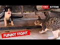 Baby Cats Fighting Tuxedo Vs Grey