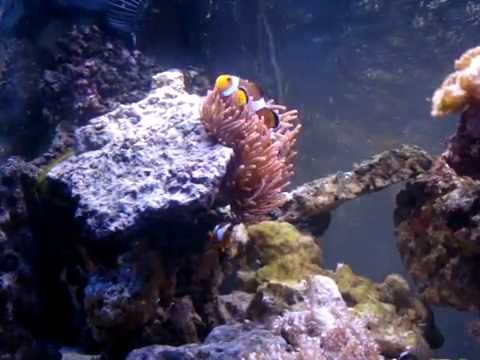 Anemonenfischpärchen in ihrer Anemone