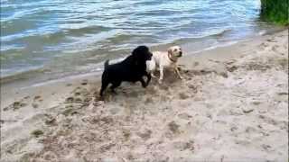 preview picture of video 'Marwin & Abby op een strandje aan de Lek - 29 juli 2012'