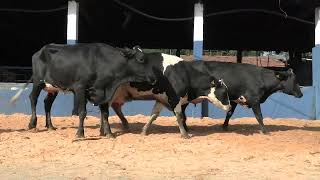 Vídeo 27 - 1ª ETAPA MEGA LIQUIDAÇÃO TOTAL AGROPECUÁRIA MARAJOARA - DIA 4 | GADO GIROLANDO E HOLANDÊS