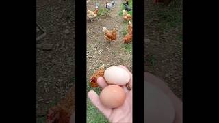 Até que enfim saiu #shorts