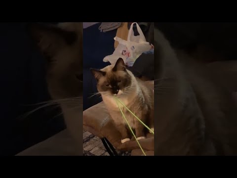 Cat Swallowed Some String || ViralHog