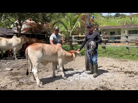 Villagómez La Mancha Roja del Rionegro