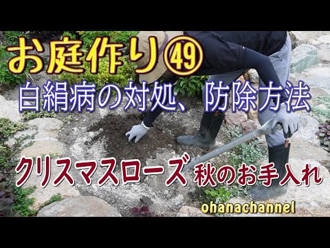 高山植物が「白い保護」を失う
