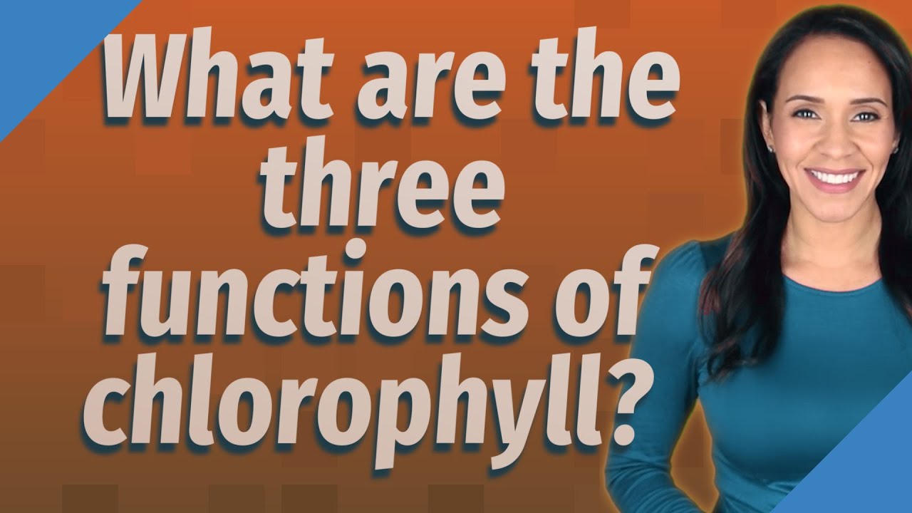 What are the three functions of chlorophyll?