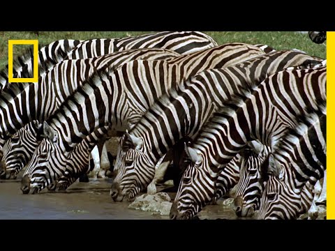 シマウマは何を食べるの?