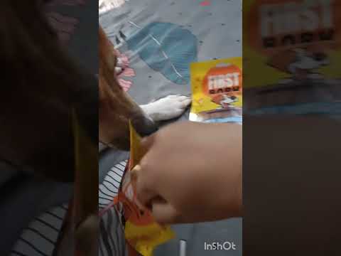 Cocor fav Treat reaction 🤪😁😁😁😁#youtube  #dog