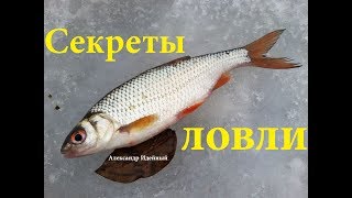 Ловля сороги зимой на озерах