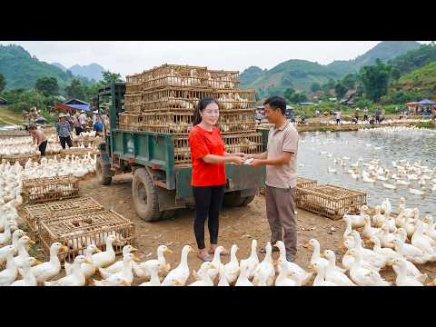Timelapse Catching 1000+ Ducks from the Pond | Loading a Truck to Sell at Village Market