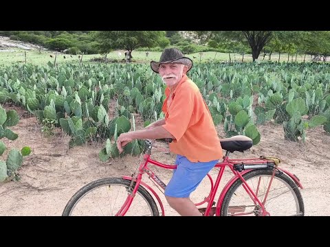 VISITANDO SEU ONOFRE PLANTADOR DE ARROZ VERMELHO EM SERRA TALHADA PERNAMBUCO.
