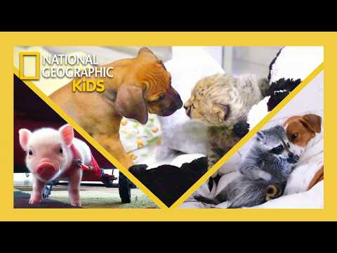 Unlikely Animal Friends Full Episode Compilation 🐶💗🐱 | @natgeokids