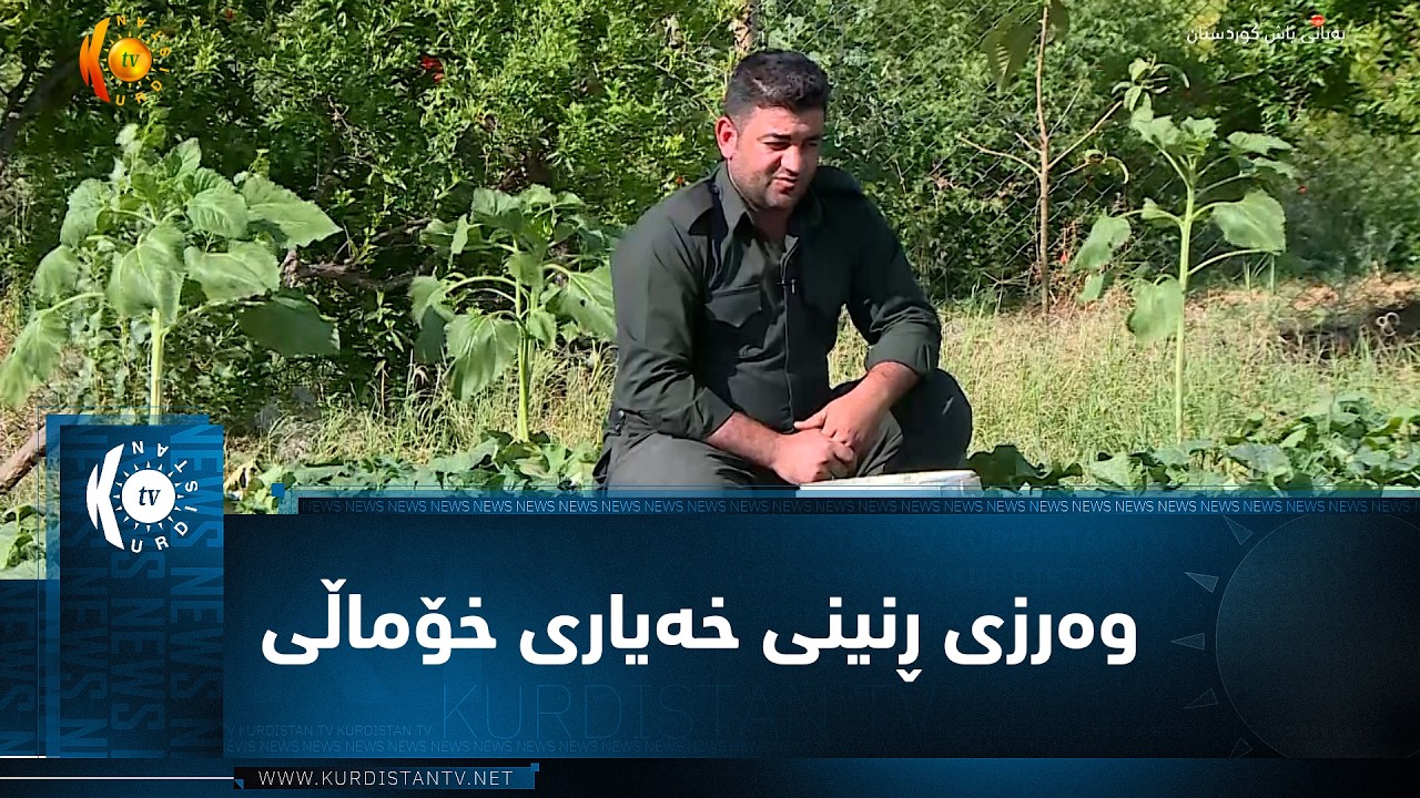ڤیدیۆ | وەرزی ڕنینی خەیاری خۆماڵی لە گوندەکانی هەڵبجە دەستیپێکردووە