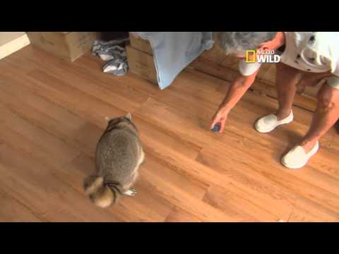Nat Geo WILD Airs TV Episode on Trouper the Blind Raccoon and his caregiver Dorothy “Dot” Lee Clip 2