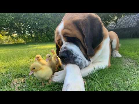 When A Big Dog Tries to Befriend Baby Animals! 🤣 Cute Animals Videos