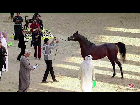 N 258 BADIEA AL NASSER   22nd Qatar National 2019   Colts 3 years old Class 8