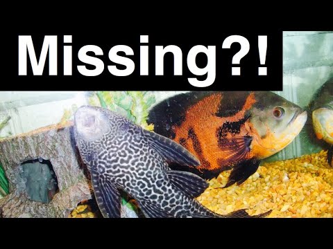 YouTube video about: Will plecos eat other fish?