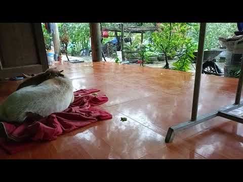 The Beauty of Simplicity: Embracing Rural Life