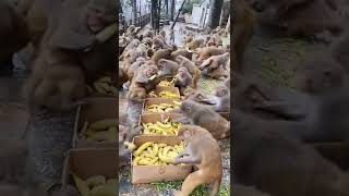 monyet monyet pada kumpul