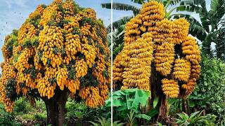 15 árvores que produzem tanta fruta que você não vai acreditar