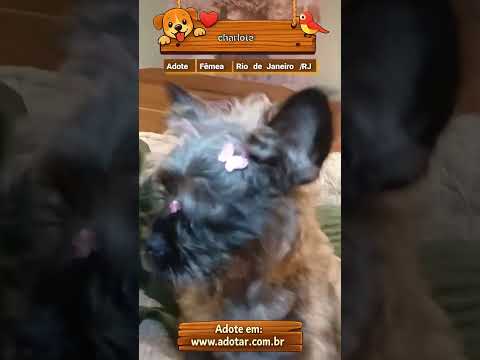 Vídeo de charlote