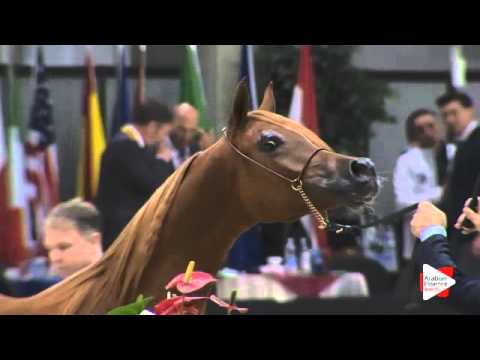 N 127 BYRON BY BRI   Verona 2015   Yearling Colts Class 2B