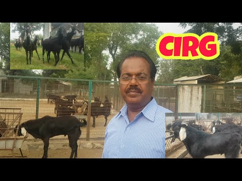, title : 'CIRG Jakhrana Goats Documentary.'