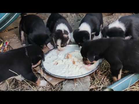 dog eating milk bread