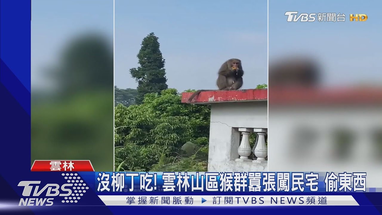 猴子變縱火犯?誤觸高壓電 引發森林火警